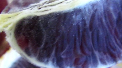 How Does Blood Orange Taste Like