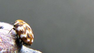 Rare Checkred Beetle