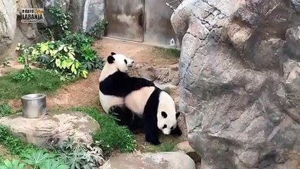 Pandas aproveitam zoológico vazio para acasalar
