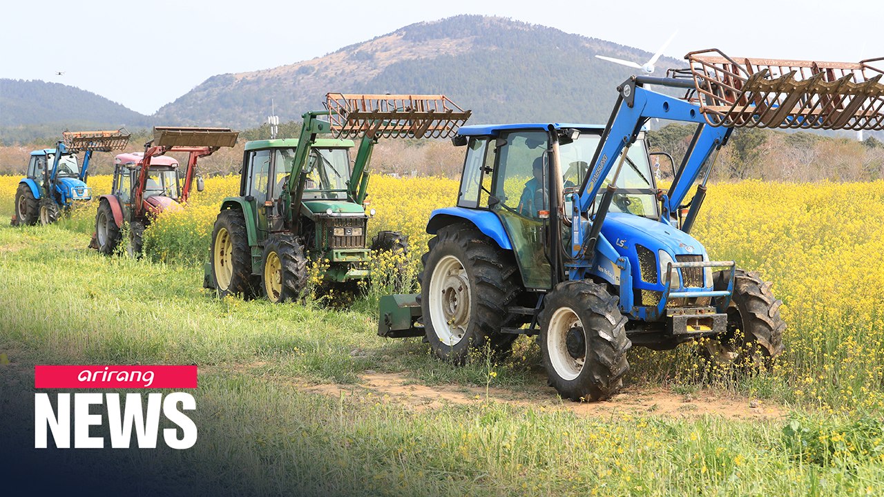 Canola flowers in Jeju being trampled to prevent  tourist gatherings