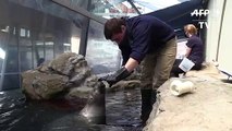 Les dresseurs de l'aquarium de Boston s'occupent des phoques pendant le confinement