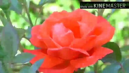Nature beautiful flowers scene video