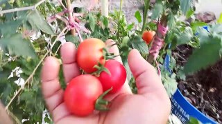 छत पर टमाटर कैसे उगाएं - सब्जी की बागवानी | How to gardening vegetables