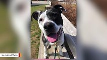 This Shelter Dog Has Been Waiting 757 Days For Someone To Take It Home