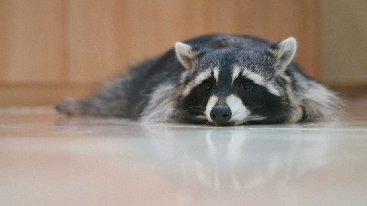 South Korea’s animal cafes deserted amid coronavirus fears