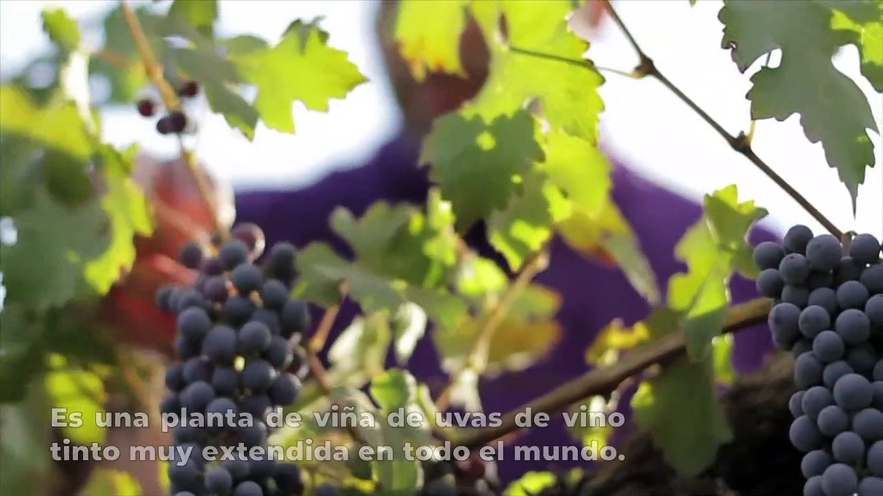 José Elarba y el Cabernet Sauvignon
