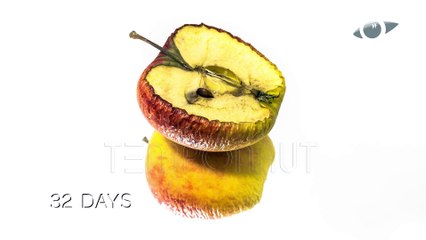 Apple Decomposition Timelapse