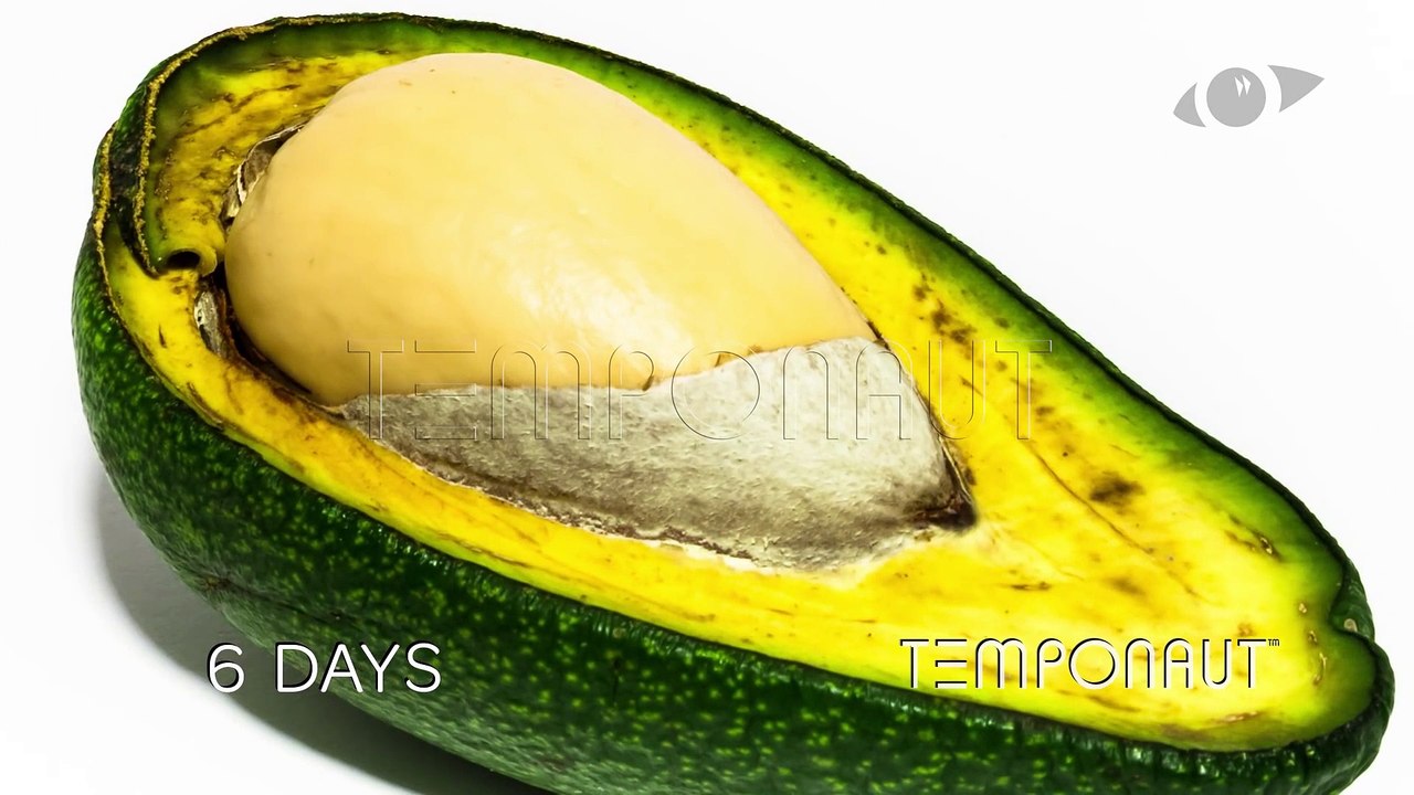 Avocado Timelapse