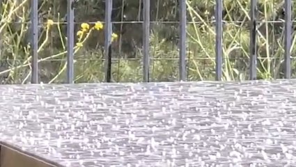 All "hail" Murrieta! Thou shalt be icy hereafter