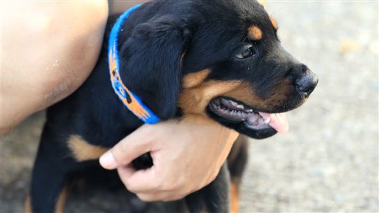 Spürhunde könnten covid-19 bald am geruch erkennen