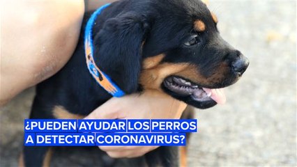 ¿Podemos enseñar a los perros a detectar el Covid-19?