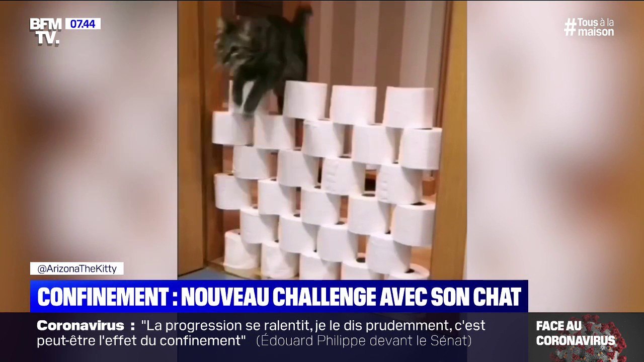 En ces temps de confinement, les défis "chat VS papier toilette" ont la cote
