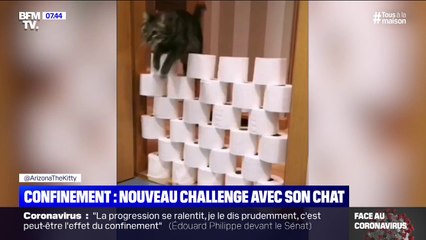 En ces temps de confinement, les défis "chat VS papier toilette" ont la cote