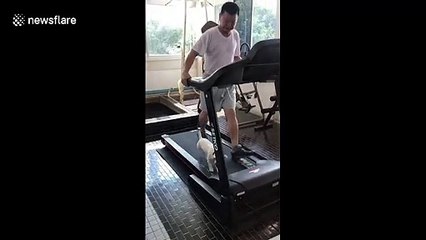 Treadmill walkies for dog and owner during COVID-19 lockdown in Thailand