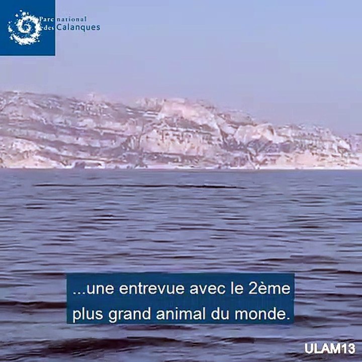 Vidéo. Deux rorquals communs au large de Marseille