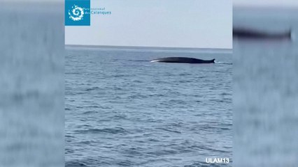 Deux rorquals observés au large des calanques de Marseille