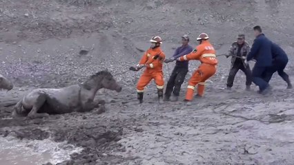Firefighters rescue 18 horses trapped in deadly mud in northern China