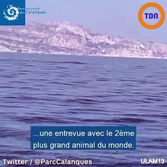 À Marseille, 2 rorquals ont été aperçus au large des Calanques !