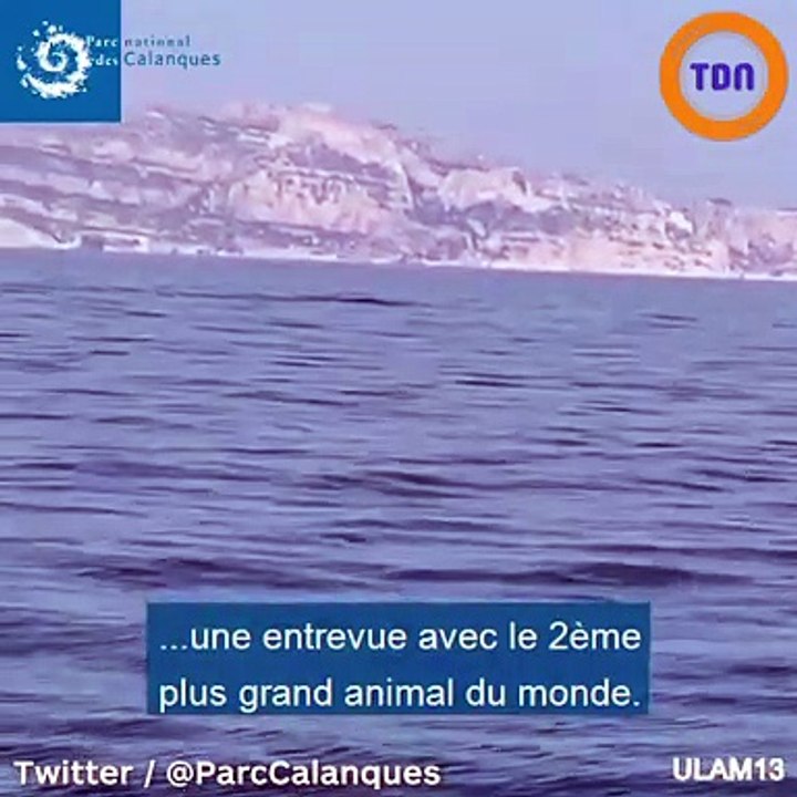 À Marseille, 2 rorquals ont été aperçus au large des Calanques !