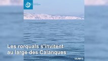 Marseille: deux rorquals aperçus près des côtes du parc des Calanques