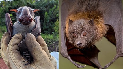 20 सालों से इन जानवरों ने फैलाई महामारी | These 3 Animals Responsible for Virus | Boldsky