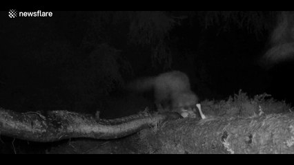 Watch out! Two pine martens get whacked by a swooping owl