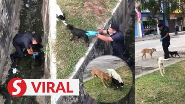 Roadblock cop praised for saving trapped puppy, canine parents wag their tails