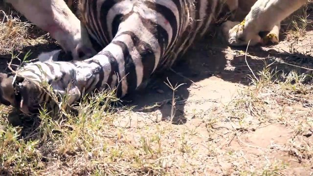 The Most Terrifying Self-Defense Skill That Causes Lions To Be Scared To Run