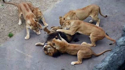 Tama Zoological park Male lion attacked by female lions