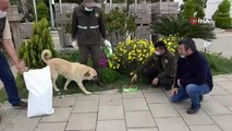 Yiyecek desteği verilen sokak köpekleri sağlık kontrolünden de geçirildi