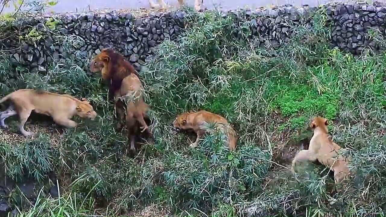 A female lion who escapes even after being hunted down She protect herself