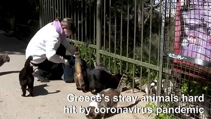 Greece: Strays feel the bite as pandemic spreads