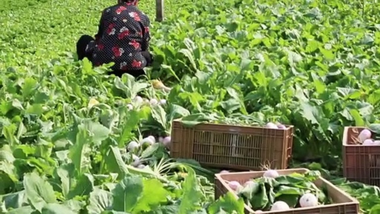 Les maraîchers obligés de revoir leur système de vente directe