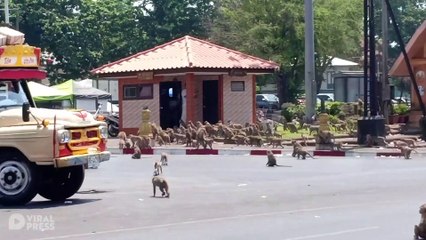 Monkeys Starving During Covid-19 Fight Over Food