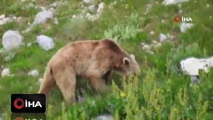 Karantina günlerinde ayılar şehre indi!