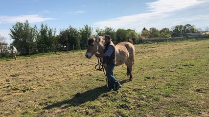 Le maraîcher bio travaille avec ses chevaux