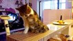 Funny Cats and  Cute Kittens Playing Compilation for laugh !