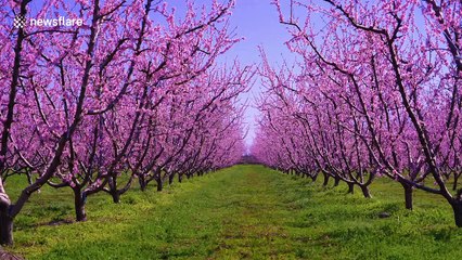 Greece's peach blossoms in full bloom during coronavirus pandemic