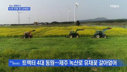 MBN 뉴스파이터-코로나19로 축제 취소해도 찾아오는 상춘객…유채꽃 갈아엎었다_04MBN 뉴스파이터-코로나19로 축제 취소해도 찾아오는 상춘객…유채꽃 갈아엎었다09