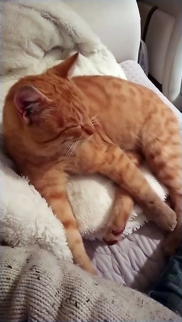 Cat relaxing