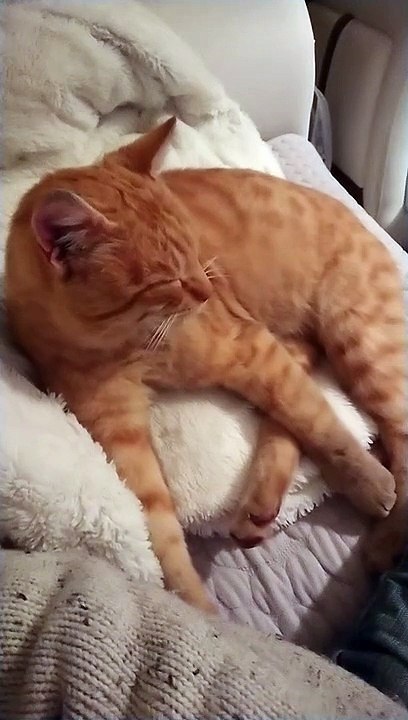 Cat relaxing