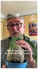 Paris chez vous : Jean-Pierre, jardinier à la Ville de Paris, explique comment créer un mini-potager