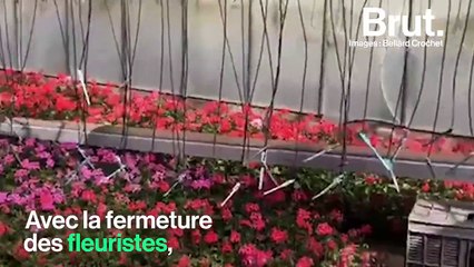"On a eu des saisons compliquées mais on n'a jamais vu ça" : le cri d'alerte des horticulteurs