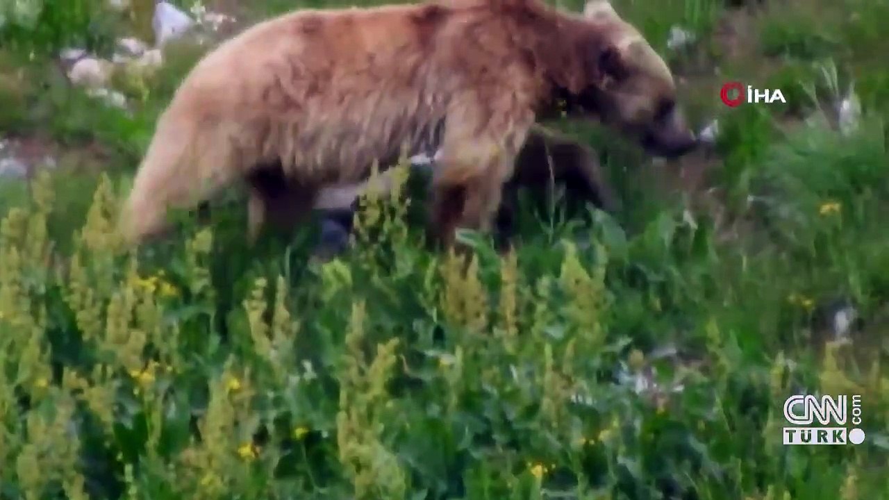 Vahşi yaşam kente indi