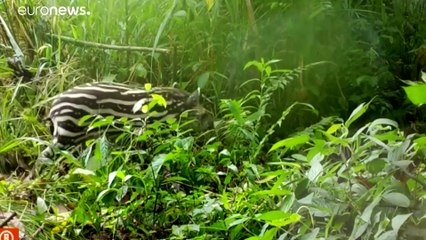 Rio de Janeiro comemora nascimento da primeira cria de anta