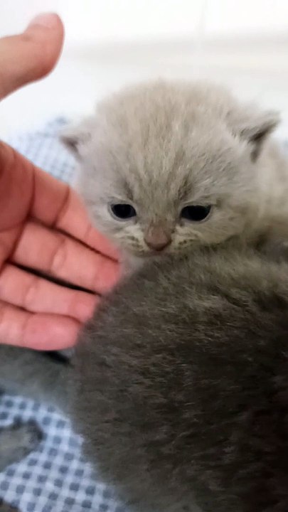 Rhum-Coco, chaton british shorthair lilas