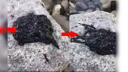 Viral हो रहा इस रहस्यमय जीव का Video, Alien से की तुलना । Boldsky