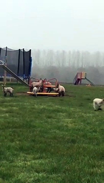 Ces moutons ont remplacé les enfants sur le tourniquet au parc !