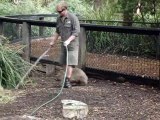Au Zoo ce Wombat veut jouer avec le gardien !