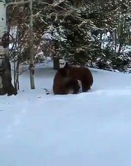 2 ours jouent dans la neige... dans ton jardin !